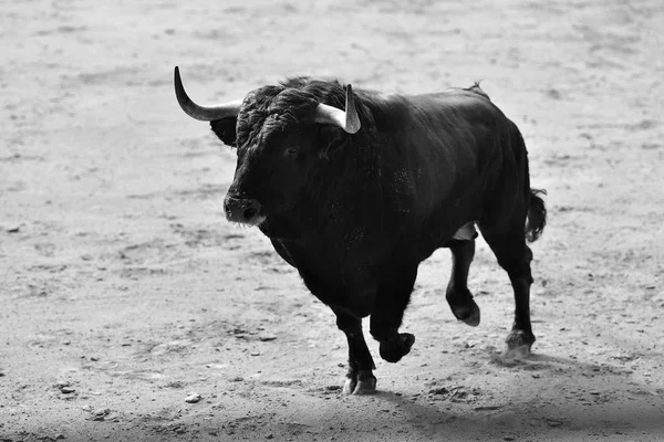 Toro Enojado Plaza Toros Española — Foto de Stock