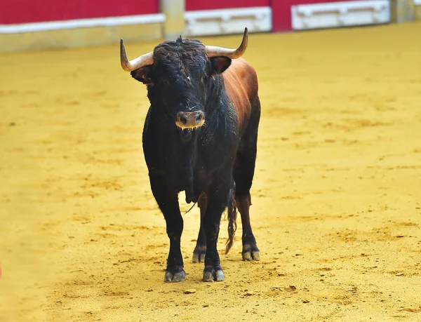 Angry Bull Spanish Bullring — Stock Photo, Image