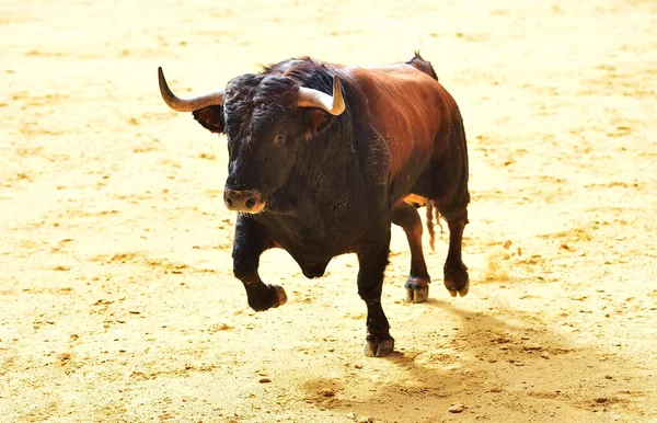 愤怒的公牛在西班牙斗牛场 — 图库照片