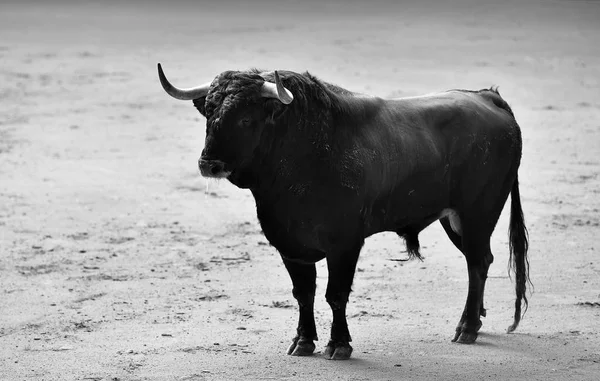 Taureau Colère Arène Espagnole — Photo