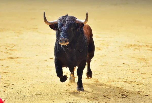 Wütender Stier Spanischer Stierkampfarena — Stockfoto