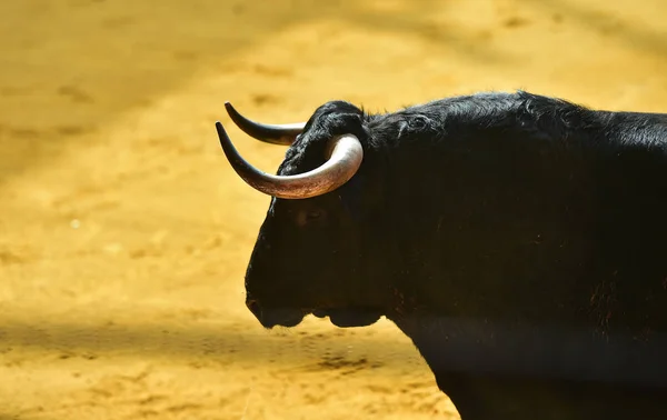 Toro Enojado Plaza Toros Española —  Fotos de Stock