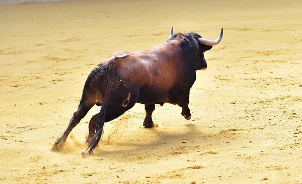 Boze Stier Spaanse Arena — Stockfoto