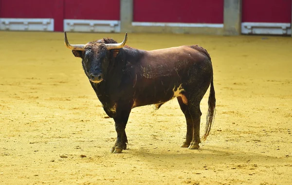 angry bull in spanish bullring