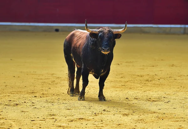 Taureau Colère Arène Espagnole — Photo