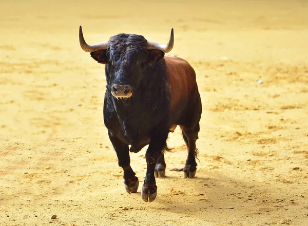 Rozzuřený Býk Španělské Býčí Zápasy — Stock fotografie