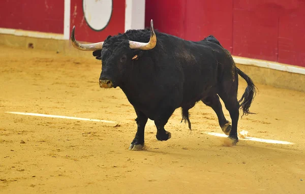 Toro Enojado Plaza Toros Española — Foto de Stock