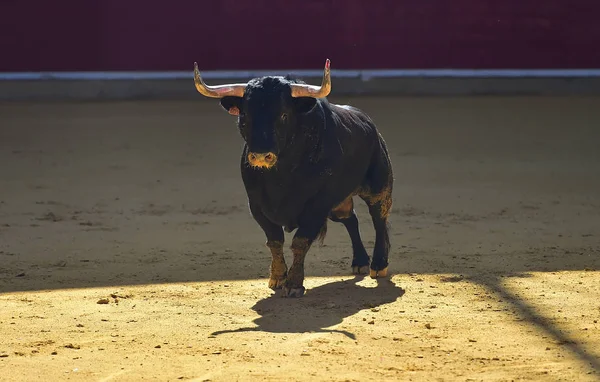 angry bull in spanish bullring