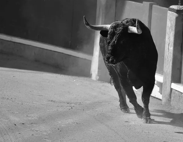 Toro Enojado Plaza Toros Española —  Fotos de Stock