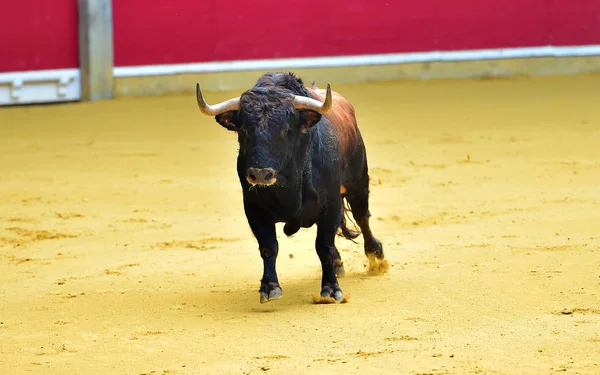 Rozzuřený Býk Španělské Býčí Zápasy — Stock fotografie