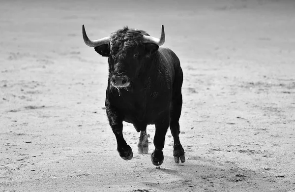スペインの闘牛場で怒っている牛 — ストック写真
