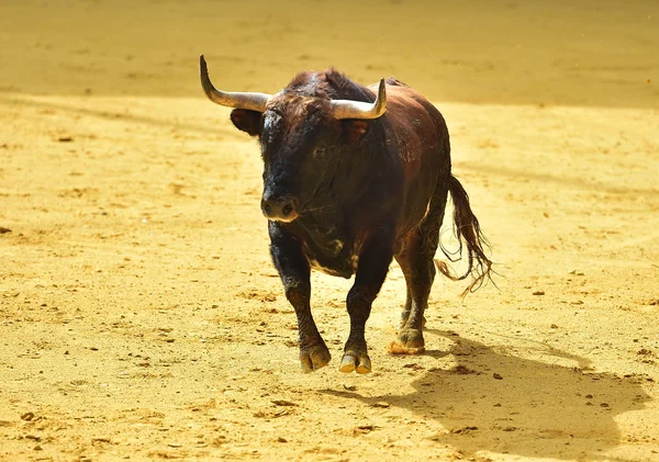 Wütender Stier Spanischer Stierkampfarena — Stockfoto