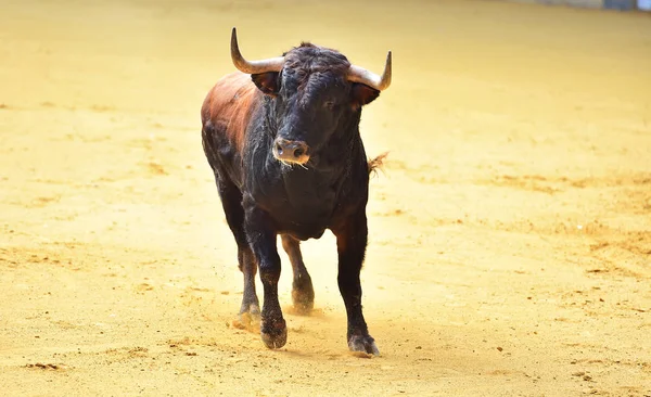 Toro Enojado Plaza Toros Española — Foto de Stock