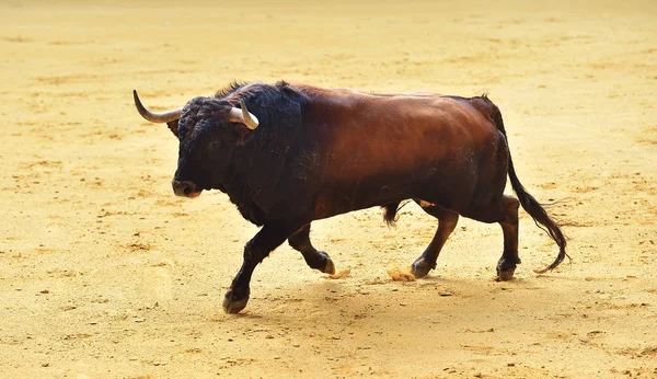 angry bull in spanish bullring