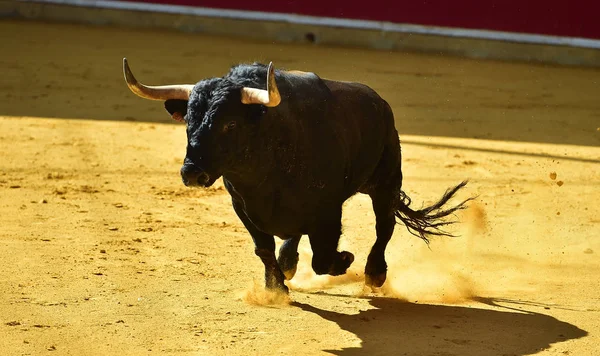 angry bull in spanish bullring