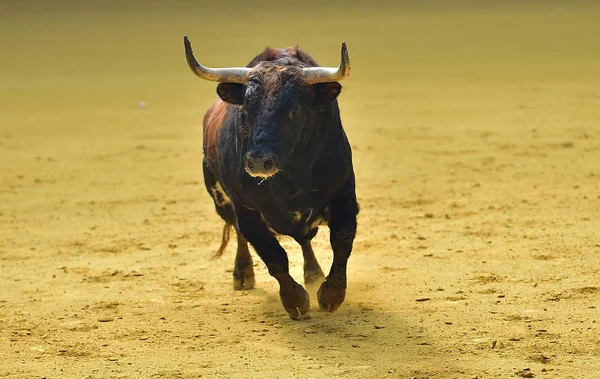 スペインの闘牛場で怒っている牛 — ストック写真