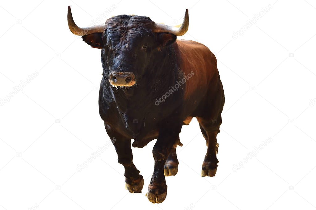 angry bull in spanish bullring