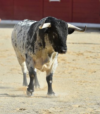 İspanya'da çalışan cesur boğa