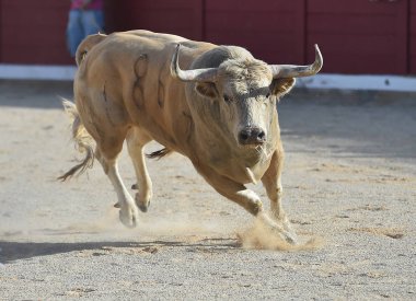 İspanya'da çalışan cesur boğa