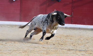 İspanya'da çalışan cesur boğa