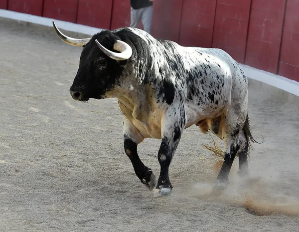 Statečný Býk Běží Španělsku — Stock fotografie