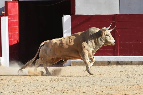 Dappere Stier Uitgevoerd Spanje — Stockfoto