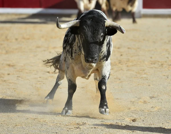 Brave Bull Uruchomiona Hiszpanii — Zdjęcie stockowe