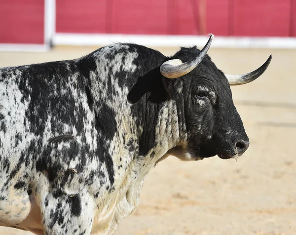 Taureau Courageux Courir Espagne — Photo