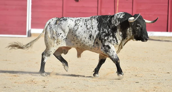 Taureau Courageux Courir Espagne — Photo