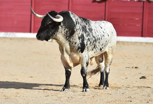 Taureau Courageux Courir Espagne — Photo