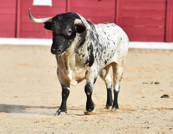 Taureau Courageux Courir Espagne — Photo