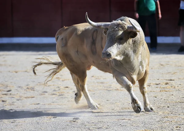 Corajoso Touro Correndo Espanha — Fotografia de Stock