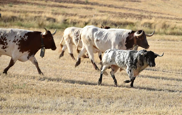 Brave Bull Running Spain — Stock Photo, Image