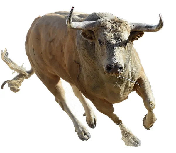 勇敢的公牛在西班牙奔跑 — 图库照片