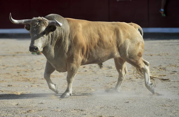 Modiga Bull Körs Spanien — Stockfoto