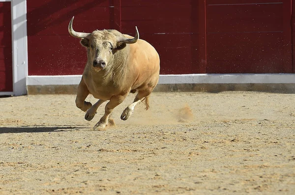 Toro Valiente Corriendo España — Foto de Stock