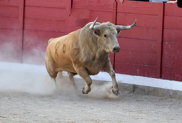 Toro Valiente Corriendo España — Foto de Stock