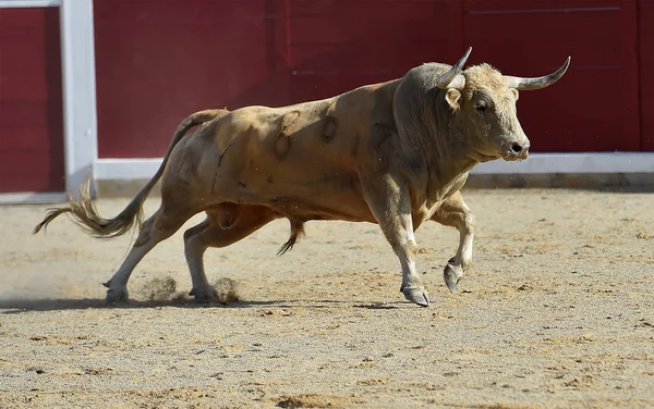 Γενναίος Ταύρος Τρέχει Στην Ισπανία — Φωτογραφία Αρχείου
