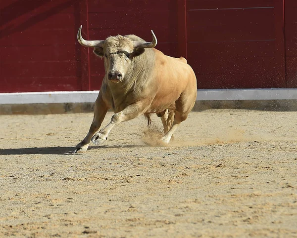 Brave Bull Uruchomiona Hiszpanii — Zdjęcie stockowe