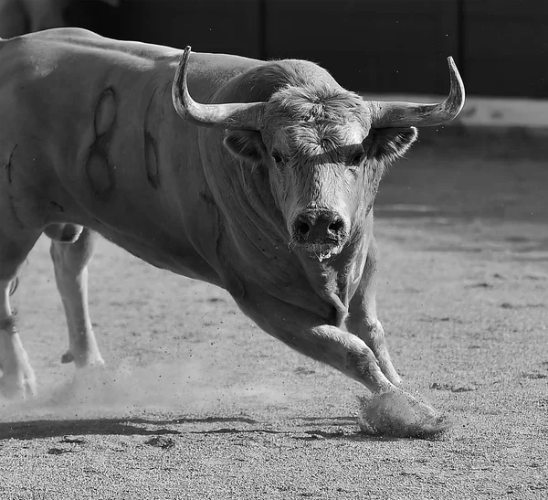 Statečný Býk Běží Španělsku — Stock fotografie