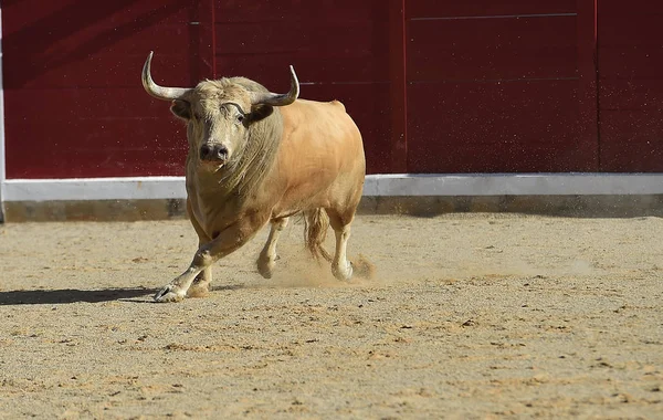 Corajoso Touro Correndo Espanha — Fotografia de Stock