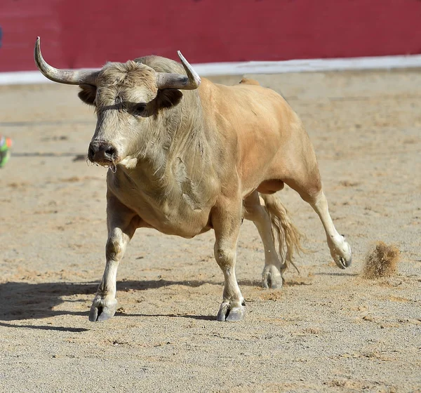 Corajoso Touro Correndo Espanha — Fotografia de Stock