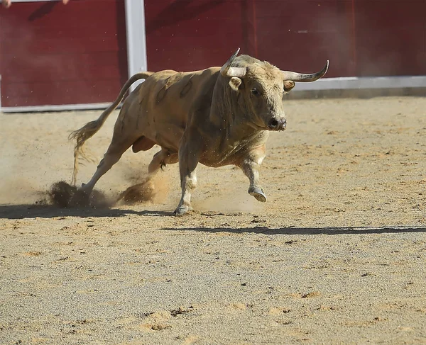 Modiga Bull Körs Spanien — Stockfoto