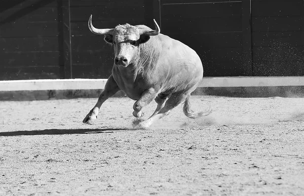 Taureau Courageux Courir Espagne — Photo