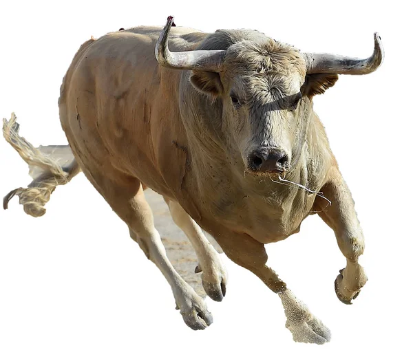 Toro Valiente Corriendo España —  Fotos de Stock