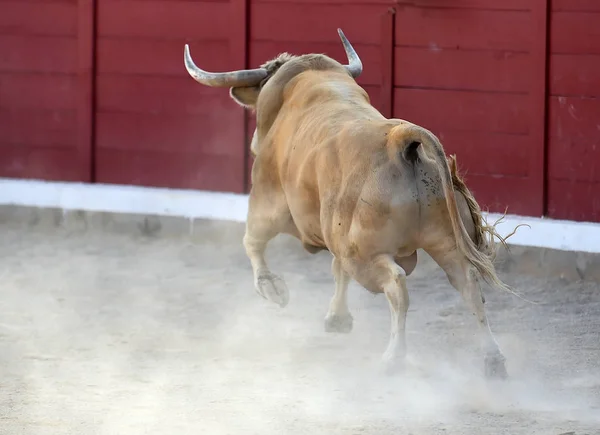 Modiga Bull Körs Spanien — Stockfoto