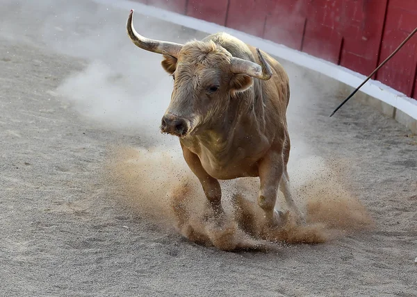 Corajoso Touro Correndo Espanha — Fotografia de Stock