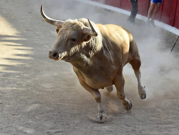 Modiga Bull Körs Spanien — Stockfoto