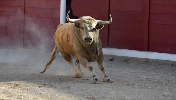 Brave Bull Running Spain — Stock Photo, Image