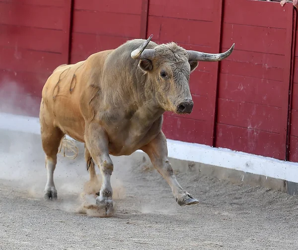 Toro Valiente Corriendo España — Foto de Stock